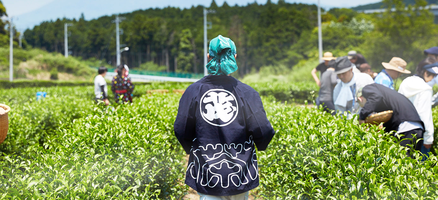 茶を育てる茶をつくる